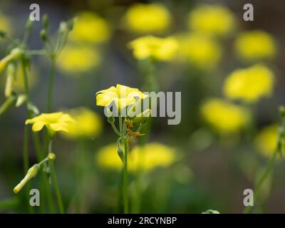 Strauchflachs (Linum Arboreum) Botanischer Park & Garten, Omalos, Kreta, Griechenland Stockfoto