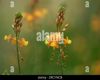 Stalked Bulbine (Bulbine frutescens) Botanical Park & Garden, Omalos, Kreta, Griechenland Stockfoto