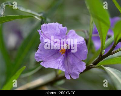 Kangaroo Apple Flower (Solanum laciniatum) Botanical Park & Garden, Omalos, Kreta, Griechenland Stockfoto