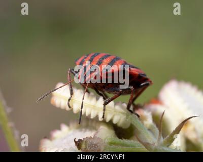 Italienischer gestreifter Gestank/Harlequin oder Minstrel-Käfer (Graphosoma italicum) auf Samen mediterraner Hartkraut (Tordymmium apulum), in der Nähe von Spili, Kreta, GRE Stockfoto