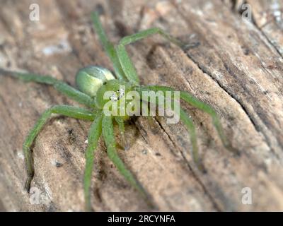 Green Huntsman Spider (Micrommata virescens), weiblich, Nr Spili, Kreta, Griechenland Stockfoto