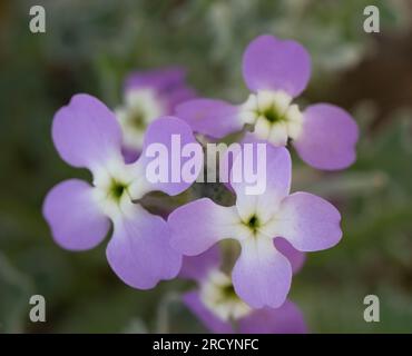 Three Horned Stock (Matthiola tricuspidata) ein Halophyte, nahe Chania, Kreta, Griechenland Stockfoto