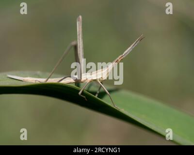 Cone Head Grasshopper, (Acrida ungarica) nahe Spili, Kreta, Griechenland Stockfoto