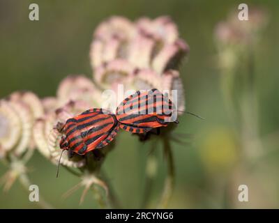 Italienischer gestreifter Gestank/Harlekin oder Minstrel-Käfer (Graphosoma italicum) auf Samen von mediterranem Hartkraut (Tordymmium apulum), paarweise Paarung, nahe Spil Stockfoto
