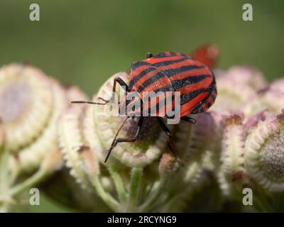 Italienischer gestreifter Gestank/Harlequin oder Minstrel-Käfer (Graphosoma italicum) auf Samen mediterraner Hartkraut (Tordymmium apulum), in der Nähe von Spili, Kreta, GRE Stockfoto