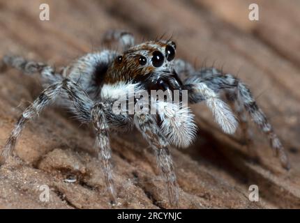 Springspinne (Menemerus semilimbatus), weiblich, in der Nähe von Spili, Kreta, Griechenland Stockfoto