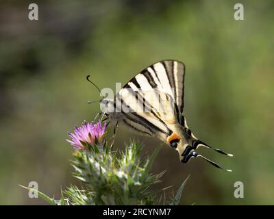 Schwalbenschwanz-Schmetterling (Iphiclides podalirius) auf Milchdistel (Carduus marianus), in der Nähe von Phaestos, Kreta, Griechenland Stockfoto