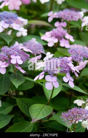 Rosa Blüten von Purple Lacecap, Hydrangea macrophylla Stockfoto