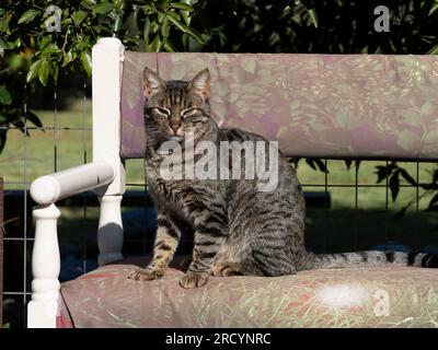 Hauskatze im Garten (Felis catus) Tabby Colour, Kreta Mitte, Vrisses Apoloronas Stockfoto