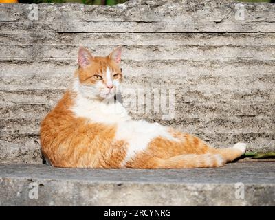 Hauskatze im Garten (Felis catus) Ingwer und Weiß, Kreta Mitte, Vrisses Apoloronas Stockfoto
