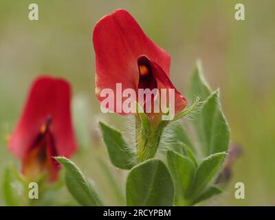 Asparagus Pea (Lotos tetragonolobus), Kreta, gestapeltes Fokusbild Stockfoto