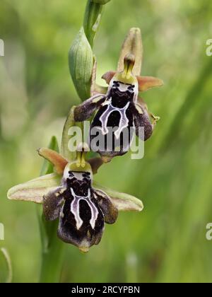 Spruner's Ophrys (Ophrys spruneri) in Flower, Plakias, Kreta, Griechenland, April, Gestapeltes Fokusbild Stockfoto