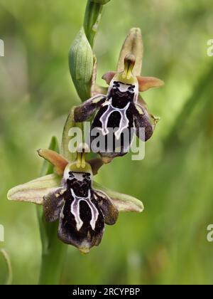 Spruner's Ophrys (Ophrys spruneri) in Flower, Plakias, Kreta, Griechenland, April, Gestapeltes Fokusbild Stockfoto