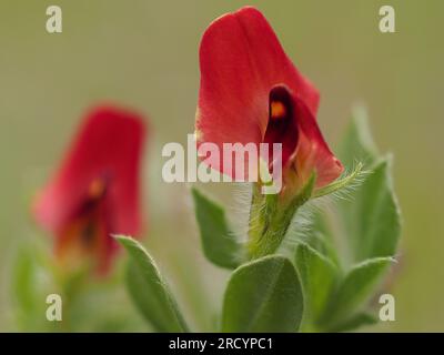 Asparagus Pea (Lotos tetragonolobus), Kreta, gestapeltes Fokusbild Stockfoto