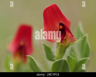Asparagus Pea (Lotos tetragonolobus), Kreta, gestapeltes Fokusbild Stockfoto