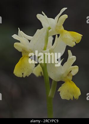 Spärlich blühende Orchidee (Orchis pauciflora), Spili, Kreta, Griechenland, Stacked Focus Image Stockfoto