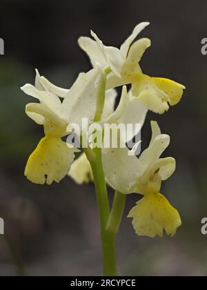 Spärlich blühende Orchidee (Orchis pauciflora), Spili, Kreta, Griechenland, Stacked Focus Image Stockfoto