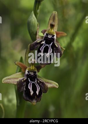 Spruner's Ophrys (Ophrys spruneri) in Flower, Plakias, Kreta, Griechenland, April, Gestapeltes Fokusbild Stockfoto