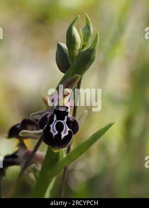 Spruner's Ophrys (Ophrys spruneri) in Flower, Plakias, Kreta, Griechenland, April, Gestapeltes Fokusbild Stockfoto