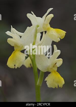 Spärlich blühende Orchidee (Orchis pauciflora), Spili, Kreta, Griechenland, Stacked Focus Image Stockfoto