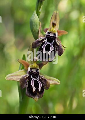 Spruner's Ophrys (Ophrys spruneri) in Flower, Plakias, Kreta, Griechenland, April, Gestapeltes Fokusbild Stockfoto