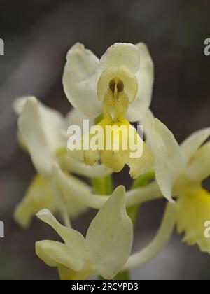 Spärlich blühende Orchidee (Orchis pauciflora), Spili, Kreta, Griechenland, Stacked Focus Image Stockfoto