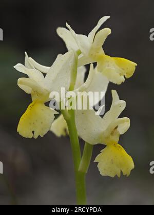 Spärlich blühende Orchidee (Orchis pauciflora), Spili, Kreta, Griechenland, Stacked Focus Image Stockfoto