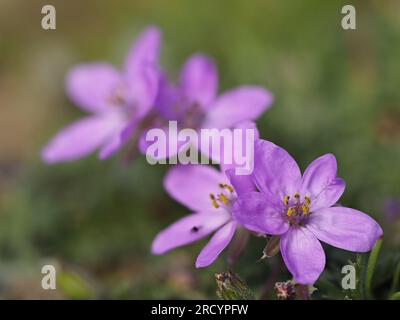Erodium Flower, (Erodium gruinum) Crete, Stacked Focus Image (gestapeltes Fokusbild) Stockfoto