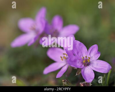 Erodium Flower, (Erodium gruinum) Crete, Stacked Focus Image (gestapeltes Fokusbild) Stockfoto