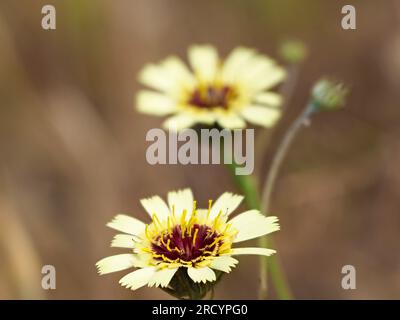 Schirm Milkwort (Tolpes barbata) Kreta, gestapeltes Fokusbild Stockfoto