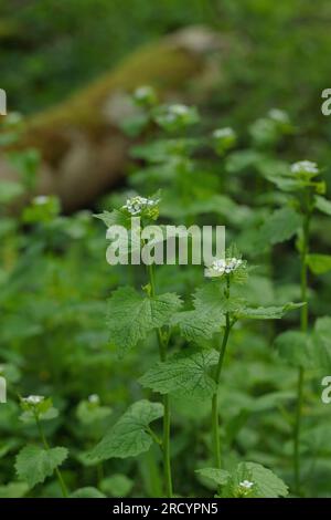 Blühender Knoblauchsenf (Alliaria petiolata). Stockfoto