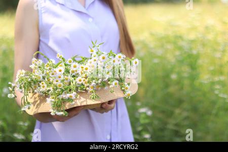 Nahaufnahme der Gänseblümchen. Eine Frau in einem Kleid steht auf einem grünen Feld und hält einen Hut mit einem großen Strauß Gänseblümchen in den Händen. Das Konzept der Gesundheit, Natu Stockfoto