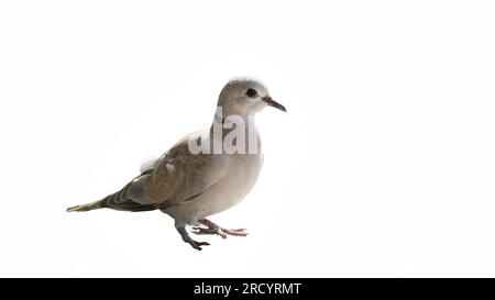 Gefleckte Nackentaube, gefleckte Taube, Spitzentaube, Perlenhalsvogel, indische Schildkrötenvogel fressen ganze Körner, gefällt es, auf Feldern zu leben. Stockfoto