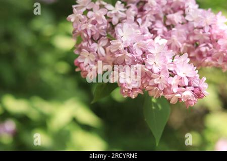 Lila Nahaufnahme mit blassrosa Blumen. Eine Fülle Fliederblumen für ein romantisches Blumenbanner. Wunderschöne Fliederblumen im Park Stockfoto