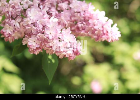 Lila Nahaufnahme mit blassrosa Blumen. Eine Fülle Fliederblumen für ein romantisches Blumenbanner. Wunderschöne Fliederblumen im Park Stockfoto