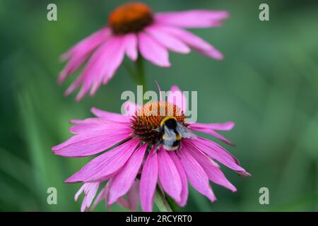 Taplow, Buckinghamshire, Großbritannien. 17. Juli 2023. Die Sonne kehrte heute nach einem Wochenende voller starker Winde und stumpfem Wetter zurück. Die National Trust Gardens im Cliveden in Buckinghamshire sind mit wunderschönen, bunten, bienenfreundlichen Blumen an den krautigen Grenzen ausgestattet. Die Blumen lebten heute mit dem Geräusch des Sumpfens, als Bienen und Bestäuber Nektar aus den bunten Blumen sammelten. Kredit: Maureen McLean/Alamy Live News Stockfoto