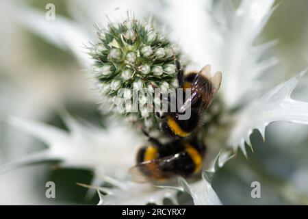 Taplow, Buckinghamshire, Großbritannien. 17. Juli 2023. Die Sonne kehrte heute nach einem Wochenende voller starker Winde und stumpfem Wetter zurück. Die National Trust Gardens im Cliveden in Buckinghamshire sind mit wunderschönen, bunten, bienenfreundlichen Blumen an den krautigen Grenzen ausgestattet. Die Blumen lebten heute mit dem Geräusch des Sumpfens, als Bienen und Bestäuber Nektar aus den bunten Blumen sammelten. Kredit: Maureen McLean/Alamy Live News Stockfoto