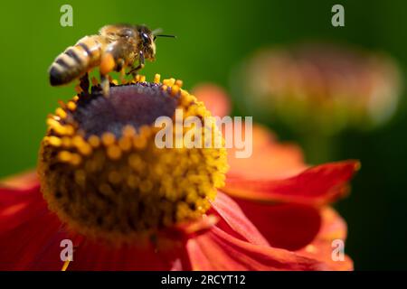 Taplow, Buckinghamshire, Großbritannien. 17. Juli 2023. Die Sonne kehrte heute nach einem Wochenende voller starker Winde und stumpfem Wetter zurück. Die National Trust Gardens im Cliveden in Buckinghamshire sind mit wunderschönen, bunten, bienenfreundlichen Blumen an den krautigen Grenzen ausgestattet. Die Blumen lebten heute mit dem Geräusch des Sumpfens, als Bienen und Bestäuber Nektar aus den bunten Blumen sammelten. Kredit: Maureen McLean/Alamy Live News Stockfoto