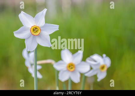 Narzissen des Dichters (Narcissus poeticus) Stockfoto