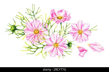 Cosmos Blumen Bouquet isoliert auf weißem Hintergrund. Handgezeichnete Aquarell-Kosmos-Blumen. Blühen für Verpackungsdesign, Karten, Einladungen usw. Stockfoto