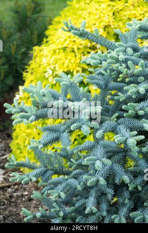 Blau, Silber, Gelb, Garten, Edeltanne, Abies procera „Procumbens Nana“, Nadelbäume, klein Stockfoto