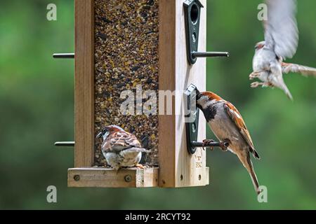 Stallsperling (Passer domesticus) drei männliche Tiere, die Samen aus der Saatgutmischung für Gartenvögel in der Vogelfütterung fressen Stockfoto