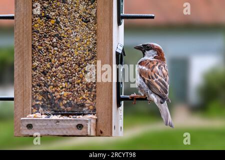 Stallsperling (Passer domesticus), männlich, der Samen aus der Saatgutmischung für Gartenvögel in der Vogelzucht/Vogelzucht isst Stockfoto