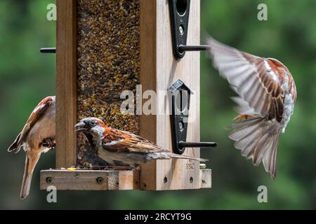 Stallsperling (Passer domesticus) drei männliche Tiere, die Samen aus der Saatgutmischung für Gartenvögel in der Vogelfütterung fressen Stockfoto