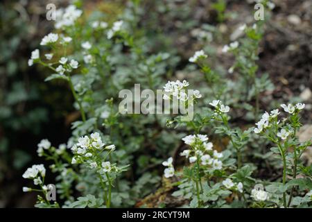 Blühende große bittere Kresse (Cardamine amara). Stockfoto