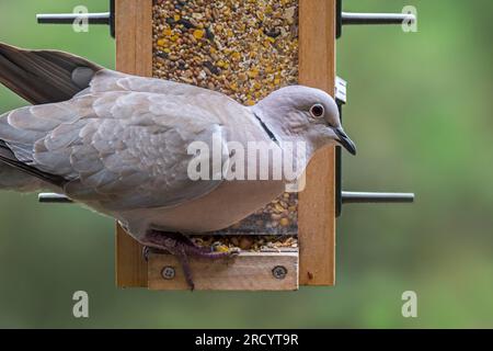 Eurasische Halsentaube (Streptopelia decaocto), die Samen aus der Saatgutmischung für Gartenvögel in der Vogelzucht fressen Stockfoto