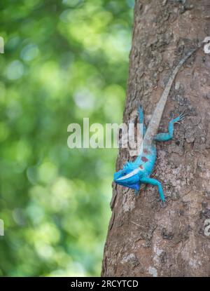 Indisch-chinesische Waldechse oder Blaukammechse, die den Baum hinunterklettert. Thailand. Stockfoto