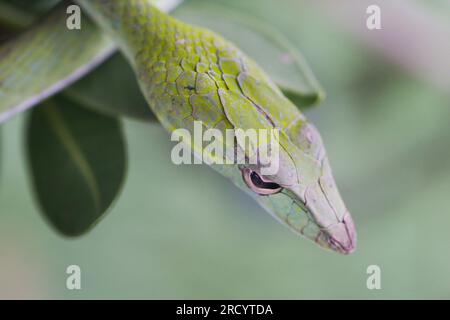 Oriental Whip Snake (Ahaetulla prasina), gebräuchliche Namen sind unter anderem asiatische Weinschlange, die in Krabi in Thailand fotografiert wurde Stockfoto