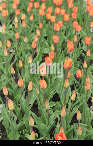 Feld mit ungeöffneten Tulpen, Draufsicht. Tulpenknospen mit selektivem Fokus. Natürlicher Hintergrund mit Frühlingsblumen. Welttag Der Tulpen Stockfoto