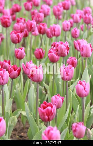 Feld mit rosa Tulpen. Tulpenknospen mit selektivem Fokus. Natürliche Landschaft mit Frühlingsblumen. Welttag Der Tulpen Stockfoto